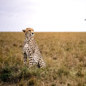 3-Day Maasai Mara Private Safari with 4×4 Jeep & Lodge
