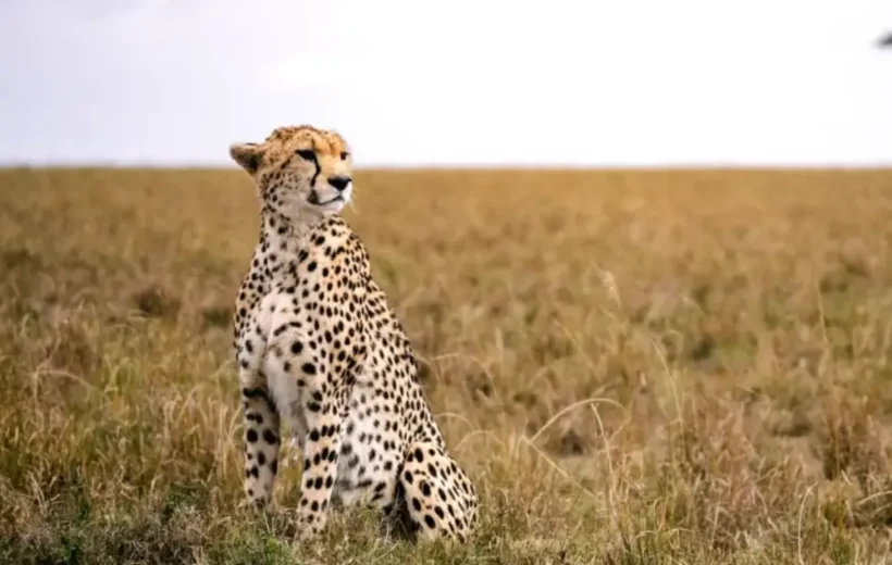 3-Day Maasai Mara Private Safari with 4×4 Jeep & Lodge
