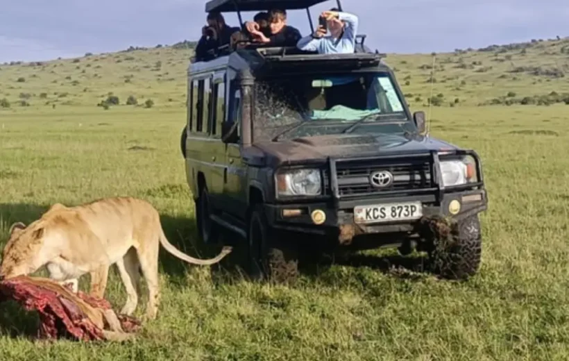 Masai Mara & Lake Nakuru