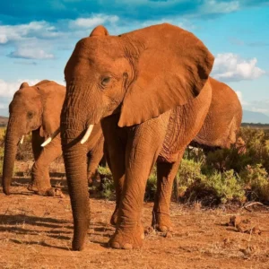 Nairobi to Amboseli-Tsavo East-Mombasa 3 Days Beach and Park Safaris