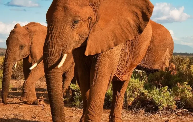 Nairobi to Amboseli-Tsavo East-Mombasa 3 Days Beach and Park Safaris
