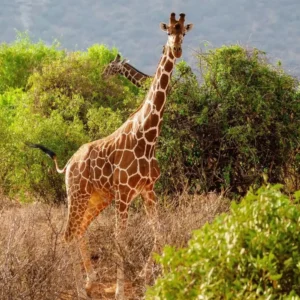 2 Day – 1 Night Safari Tour, Maasai Mara