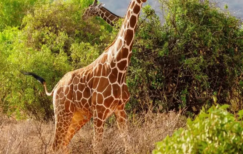 2 Day – 1 Night Safari Tour, Maasai Mara